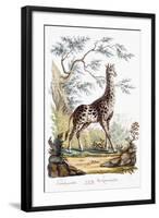 Giraffe, 1794-null-Framed Premium Giclee Print