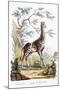 Giraffe, 1794-null-Mounted Premium Giclee Print