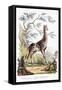 Giraffe, 1794-null-Framed Stretched Canvas