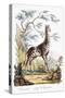 Giraffe, 1794-null-Stretched Canvas