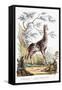 Giraffe, 1794-null-Framed Stretched Canvas