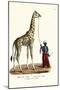 Giraffe, 1824-Karl Joseph Brodtmann-Mounted Giclee Print