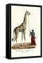 Giraffe, 1824-Karl Joseph Brodtmann-Framed Stretched Canvas