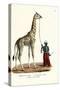 Giraffe, 1824-Karl Joseph Brodtmann-Stretched Canvas