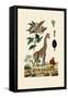 Giraffe, 1833-39-null-Framed Stretched Canvas