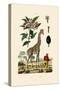 Giraffe, 1833-39-null-Stretched Canvas