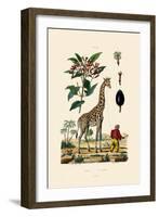 Giraffe, 1833-39-null-Framed Giclee Print