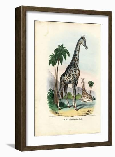 Giraffe, 1863-79-Raimundo Petraroja-Framed Giclee Print