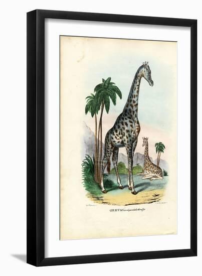 Giraffe, 1863-79-Raimundo Petraroja-Framed Giclee Print