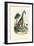 Giraffe, 1863-79-Raimundo Petraroja-Framed Giclee Print