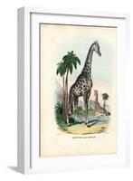 Giraffe, 1863-79-Raimundo Petraroja-Framed Giclee Print