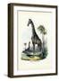 Giraffe, 1863-79-Raimundo Petraroja-Framed Giclee Print