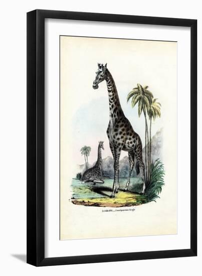 Giraffe, 1863-79-Raimundo Petraroja-Framed Giclee Print