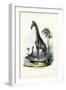 Giraffe, 1863-79-Raimundo Petraroja-Framed Giclee Print