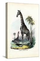 Giraffe, 1863-79-Raimundo Petraroja-Stretched Canvas