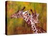 Giraffe, 1997-Odile Kidd-Stretched Canvas