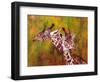 Giraffe, 1997-Odile Kidd-Framed Giclee Print