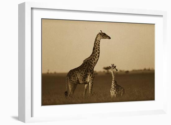 Giraffe adult and foal on savanna, Kenya - Sepia-Tim Fitzharris-Framed Art Print