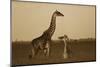 Giraffe adult and foal on savanna, Kenya - Sepia-Tim Fitzharris-Mounted Art Print