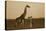 Giraffe adult and foal on savanna, Kenya - Sepia-Tim Fitzharris-Stretched Canvas