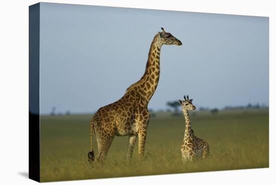 Giraffe adult and foal on savanna, Kenya-Tim Fitzharris-Stretched Canvas