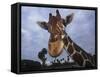 Giraffe, Africa-James Gritz-Framed Stretched Canvas