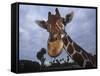 Giraffe, Africa-James Gritz-Framed Stretched Canvas