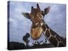 Giraffe, Africa-James Gritz-Stretched Canvas
