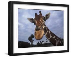 Giraffe, Africa-James Gritz-Framed Photographic Print
