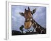 Giraffe, Africa-James Gritz-Framed Photographic Print