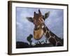 Giraffe, Africa-James Gritz-Framed Photographic Print