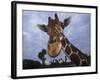 Giraffe, Africa-James Gritz-Framed Photographic Print