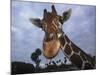 Giraffe, Africa-James Gritz-Mounted Photographic Print
