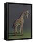 Giraffe - After Agasse, 2019,-Peter Jones-Framed Stretched Canvas