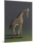 Giraffe - After Agasse, 2019,-Peter Jones-Mounted Giclee Print