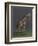 Giraffe - After Agasse, 2019,-Peter Jones-Framed Giclee Print