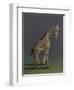 Giraffe - After Agasse, 2019,-Peter Jones-Framed Giclee Print