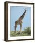 Giraffe against the Blue Sky Full Bleed-Martin Fowkes-Framed Giclee Print