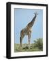 Giraffe against the Blue Sky Full Bleed-Martin Fowkes-Framed Giclee Print