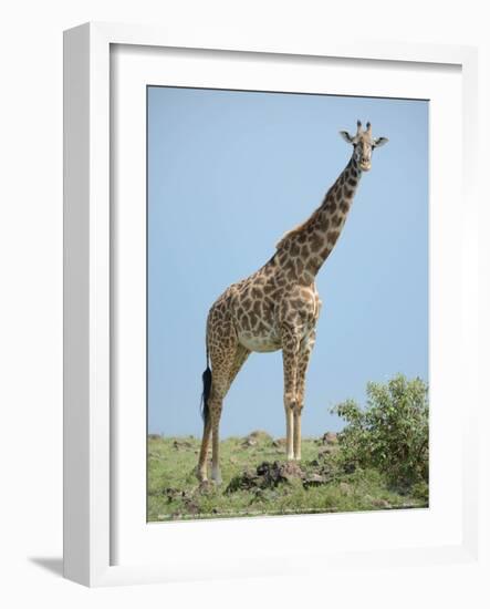 Giraffe against the Blue Sky Full Bleed-Martin Fowkes-Framed Giclee Print