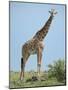 Giraffe against the Blue Sky Full Bleed-Martin Fowkes-Mounted Giclee Print