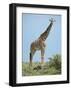 Giraffe against the Blue Sky-Martin Fowkes-Framed Giclee Print