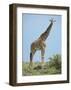 Giraffe against the Blue Sky-Martin Fowkes-Framed Giclee Print