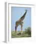 Giraffe against the Blue Sky-Martin Fowkes-Framed Giclee Print