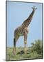 Giraffe against the Blue Sky-Martin Fowkes-Mounted Giclee Print