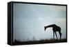 Giraffe along Chobe River, Chobe National Park, Botswana-Paul Souders-Framed Stretched Canvas