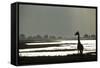 Giraffe along Chobe River, Chobe National Park, Botswana-Paul Souders-Framed Stretched Canvas