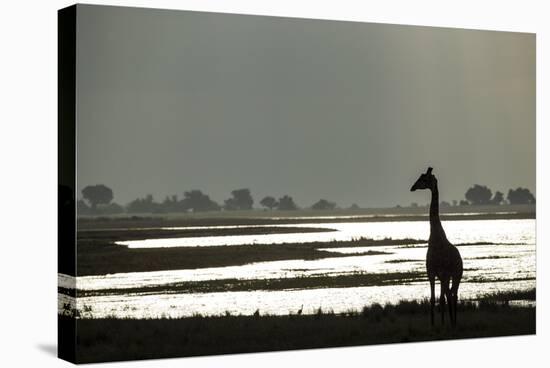 Giraffe along Chobe River, Chobe National Park, Botswana-Paul Souders-Stretched Canvas