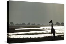 Giraffe along Chobe River, Chobe National Park, Botswana-Paul Souders-Stretched Canvas