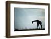 Giraffe along Chobe River, Chobe National Park, Botswana-Paul Souders-Framed Photographic Print